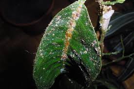 Image result for puklice