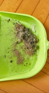Image result for Dust mite