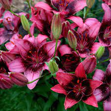 Guersney Lily Flower Eye Best Flower Wallpaper