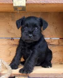 Black Miniature Schnauzer Schnauzer Puppy Miniature Schnauzer Puppies Mini Schnauzer Puppies