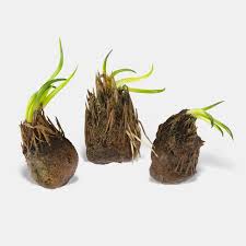 Image result for Aponogeton junceus