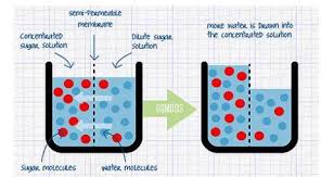 Thus, the animal cell always has to be surrounded by an. Biology Questions And Answers Form 1 Biology Quizzes Trivia Answer