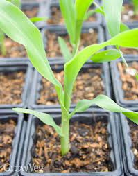 It is known for a golden yellow kernel and a light, sweet flavor. Growing Sweet Corn From Sowing To Harvest
