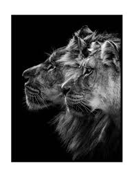 Black And White Lion And Lioness Picture Art Print Lion And Lioness Portrait 24x30 Animals Minimalist Dark Tones Black White Lioness Predator Safar Lion And Lioness Animal Canvas Lioness
