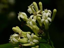 Image result for Strychnos lucens