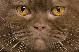 The british shorthair is solid and muscular with an easygoing personality. 12 Most Popular British Shorthair Colors From Cinnamon To Lilac I Discerning Cat