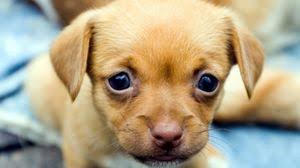 ✓ free for commercial use ✓ high quality images. Puppy Wallpapers Hd Desktop Backgrounds Images And Pictures