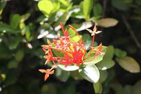 Image result for Ixora seretii