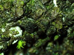 Image result for Ficalhoa