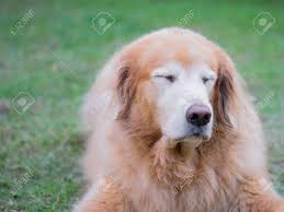 According to the journal of the american veterinary medical association, excess weight can reduce your pet's life expectancy by more than two years. Fat Alten Weiblichen Golden Retriever Im Garten Sitzen Auf Dem Rasen Und Ihre Augen Schliessen Wie Sie Schlafrig Schaut Lizenzfreie Fotos Bilder Und Stock Fotografie Image 52134708
