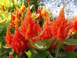 Pin By Amanda Cory On Yard Magic Flower Seeds Flowers Orange Flowers