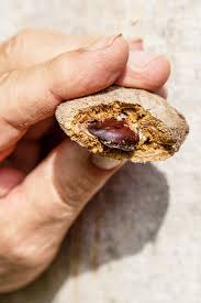 Tonka bean absolute contains 90% of coumarin. Rapunzel Tonka Bean Heavenly Mystical Wonderful