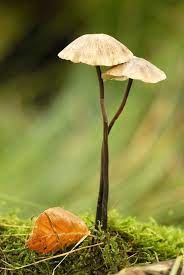 Pin By Robert Vagvolgyi On Photography I Love Stuffed Mushrooms Fungi Magical Mushrooms