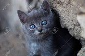 So, when do kittens' eyes change color? Grey Kitten With Blue Eyes Stock Photo Picture And Royalty Free Image Image 110948798