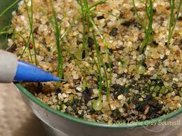 Image result for Schizobasis intricata