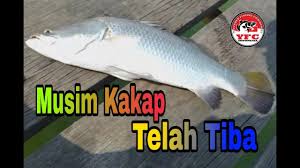 Mancing ikan kakap putih atau baramundi : Spot Mancing Barramundi Kakap Putih Widuri Waterpark Ajisubowo By Aji Subowo