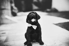 Lab puppies can start training when they are 8 to 12 weeks old. An Essential Guide To Potty Training A Lab Puppy