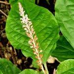 Image result for Hilleria latifolia