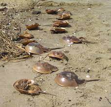 Why So Many Dead Horseshoe Crabs On The Beach Middletown Nj Patch