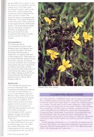 Image result for Monopsis zeyheri