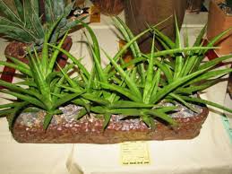 Image result for Sansevieria dooneri