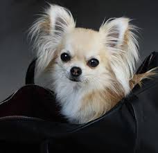 Each sculpture is unique and can be. How To Choose The Best Dog Carrier American Kennel Club