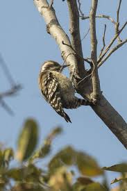 Bird Red Head Brown Body Brown Backed Woodpecker Dendropicos Obsoletus Is A Small Species 16 17cm Beak Is Long Chisel Tipped With Wide Base Woodpecker Bird Species Tropical Africa