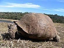 Die landschildkröte ist sowohl in den sandigen, heißen halbwüsten und savannen. Pantherschildkrote Wikipedia