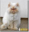 Persian cat - Wikipedia