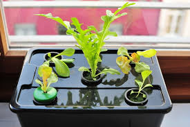 Another Ikea Hydro Set Up Hydroponics Veggie Garden Plants
