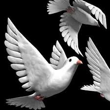 White Dove Bird 3d Model Ad Dove White Model Bird White Doves Dove Bird Bird