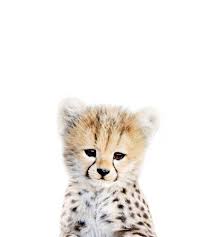 Baby Cheetah Portrait Art Print By Amy Peterson Art Studio X Small In 2021 Baby Cheetahs Baby Animals Cute Animals