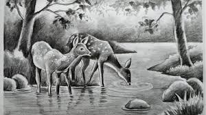 See forest sketch stock video clips. How To Draw Deer With Pencil Sketch Scenery How To Draw Forest Scenery Step By Step Animals Drawing Youtube