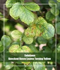 Overwatering plants is one of the biggest issues i see in landscapes today. Knockout Roses Leaves Turning Yellow Reasons Solutions