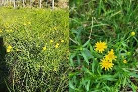 Image result for Senecio polyanthemoides