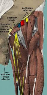 It passes obliquely across the upper and anterior part of the thigh, from the lateral to the medial side of the limb, then descends vertically, as far as the medial side of the knee, passing behind the medial condyle of the. Medial Thigh