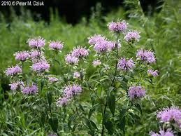 Monarda Fistulosa Wild Bergamot Minnesota Wildflowers