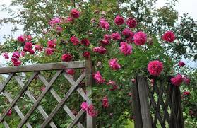 Da li postoji koje sredstvo za uklanjanje stvrdnute pur ( poliuretanske ) pjene s staklenih i plastičnih (obojenih) površina tako da se ne ošteti materijal i boja. Tam O Shanter The Blooms Are Typically English Of The Old Rose Group From David Austin Roses Deep Cerise And Lighty Perfumed