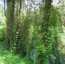 Image result for Cardiospermum grandiflorum