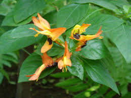 Image result for Ruttya fruticosa