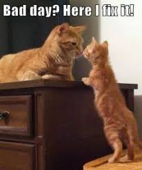 Trending images and videos related to pathetic cat! Seem Pathetic Animals Doing Their Best To Look Sympathetic Memes Kittens Cutest Cats Cat Pics