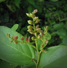 Image result for Antidesma