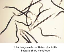 Image result for Gnidia virescens