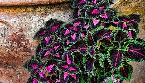 Image result for Coleus shirensis