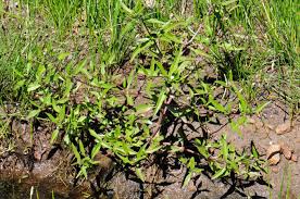 Image result for Eclipta prostrata