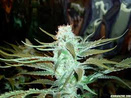 Atomic recombined northern lights with strains previously used in its family tree to. Dr Atomic Northern Lights Grow Page 20 420 Magazine