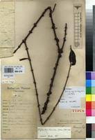 Image result for Agelanthus zizyphifolius