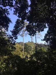 Hutan lipur ulu bendul, kuala pilah, negeri sembilan, darul khusus (9,560.46 mi) kuala pilah, negeri sembilan, malaysia, 71500 Wikiloc Hutan Lipur Gunung Nuang Trail