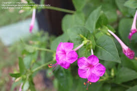 We did not find results for: Plant Identification Closed Pink Trumpet Shaped Flowers 1 By Caspercorb