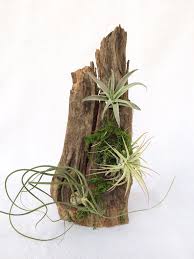 Cacti are distinguished from other succulents by their aureole, an area that resembles a tuft of cotton from which the spines and blossoms emerge. Driftwood Air Plant Planter Small America S Gardens Garden Gift Landscape Center